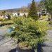 Borievka prostredná (Juniperus x media) ´GOLD STAR - ARMSTRONG GOLD´ - výška 40-60 cm, kont. C20L